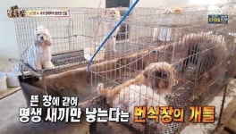 강아지 공장 내 강제 진료, 수술 금지된다… ‘TV 동물농장’ 덕분