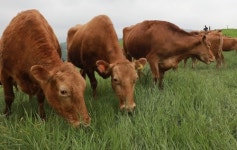 [이슈플러스+과학] 실험실에서 고기 만드는 시대, 성큼