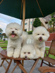 부천애견미용학원, K-pet 해외진출 및 창업 지원