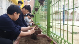 대구대진초등학교, 교장선생님과 함께하는 스쿨팜 모종 심기 활동 실시