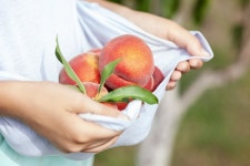 유산균 복합비료, 작물·토양·소비자를 잇는 친환경 솔루션