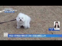  펫 티켓을 지켜주세요