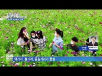 금산군에 코스모스가 활짝 피어나다