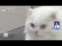 대전시동물보호센터, 유기동물 입양 활발