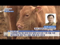 [전화연결] 소 럼피스킨병 확산 지속… 충남도, 총력 대응