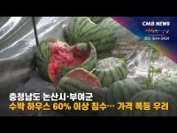 충청남도 논산시‧부여군, 수박 재배하우스 60% 이상 침수… 가격 폭등 우려
