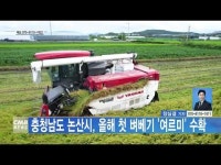 충청남도 논산시, 올해 첫 벼베기 여르미 수확