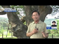 대전광역시 서구 괴곡동, 천연기념물 제545호 느티나무