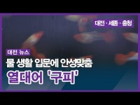 물 생활 입문에 안성맞춤 열대어 구피