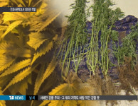 간호사관학교 기숙사서 대마초 적발