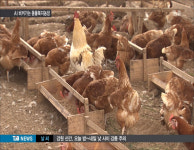 밀집사육? AI 비켜간 동물복지농장 주목