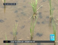 우렁이 농법으로 친환경 쌀 생산