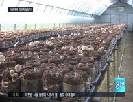 표고버섯톱밥배지 자체 생산으로 경쟁력 높인다