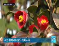 '봄의 별미' 주꾸미.. 동백도 꽃망울 '톡'