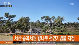 서산 송곡서원 향나무 두 그루 천연기념물 지정