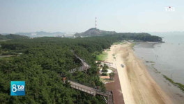 [리포트] 가을을 걷다 1 보라빛 향기 장항 솔숲길