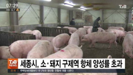 세종시, 소ㆍ돼지 구제역 항체 양성률 초과