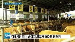 [리포트] 천정부지 송아지값 이유 알아봤더니..