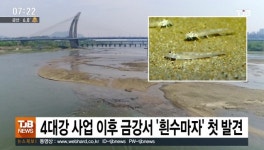 4대강 사업이후 금강서 흰수마자 첫 발견