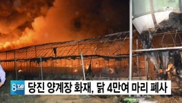 당진 양계장에서 화재, 닭 4만여 마리 폐사