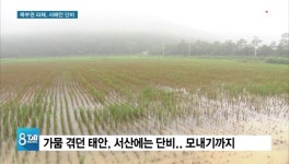 [리포트]천안은 피해속출, 서산은 단비