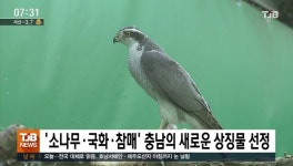 '소나무, 국화, 참매' 충남의 새로운 상징물로 선정