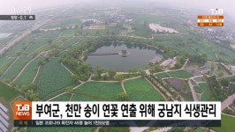 부여군, 천만 송이 연꽃 연출 위해 궁남지 식생관리