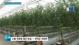 [리포트]4계절 생산.. 전국 최고 수출전문 첨단온실 준공