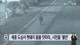 세종 도심서 멧돼지 출몰 잇따라..시민들 불안