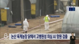 논산 육계농장 닭에서 고병원성 의심 AI 항원 검출