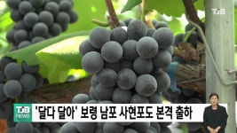 달다 달아 보령 남포 사현포도 본격 출하