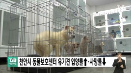 천안시 동물보호센터 유기견 입양률↑·사망률↓
