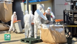 세종 전의 산란계 농장서 AI..닭 6만5천마리 살처분