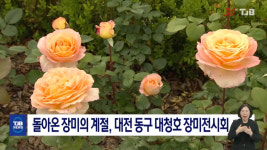 돌아온 장미의 계절, 대전 동구 대청호 장미전시회
