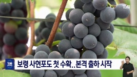 보령 사현포도 첫 수확..본격 출하 시작
