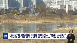 대전 갑천 겨울철새 3년새 절반 감소..하천 준설 탓