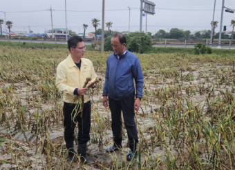 수확 앞둔 마늘 집중호우 타격 우려…농협 농작물 피해 점검