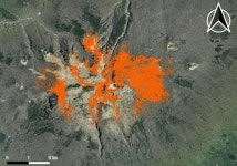 한라산 구상나무 100년새 절반 줄었다