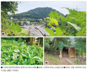 서귀포 어떤 오롬과도 비교 안 되는 천연 숲
