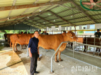 서귀포시축협 10월 스마트 가축시장 개장