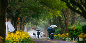비 내리는 제주