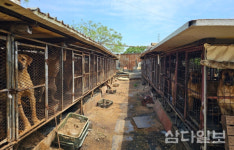 제주 모 개농장 주인 법정구속에 도사견 300여 마리 안락사