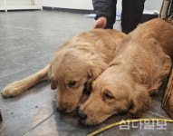 개농장 무더기 안락사 처리 논란…비윤리적 vs 최선