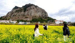 제주 산방산 유채꽃 활짝