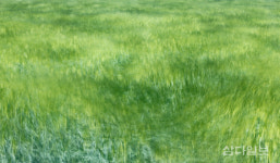 푸른 물결로 춤추는 청보리밭