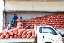 제주 최대 주산지 대정 마늘 첫 수매…작황 호조에도 수입 공세 걱정