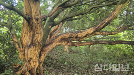 누군가 후박나무 43그루 껍질 벗겨가…관계당국 조사해야