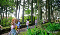 여름 시원한 숲길 산책
