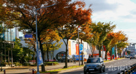 가을빛으로 물든 연북로 가로수