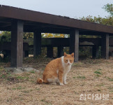 서귀포시, 길고양이 중성화 수행 동물병원 선정
